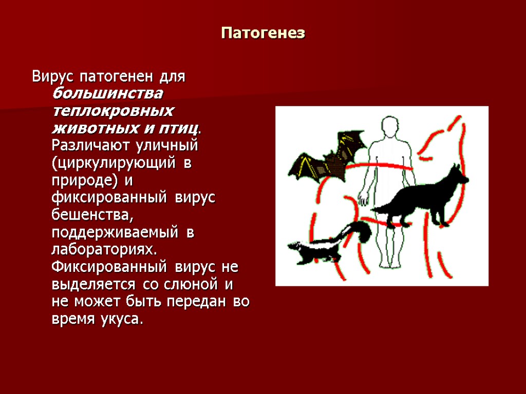 Патогенез Вирус патогенен для большинства теплокровных животных и птиц. Различают уличный (циркулирующий в природе)